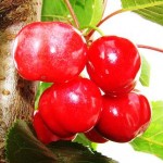 Cherry #1 - Copy